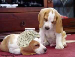 beagleshgg