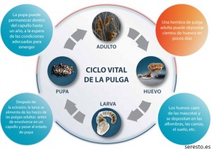 flea-life-cycle
