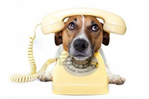 11993935-perro-en-el-telefono