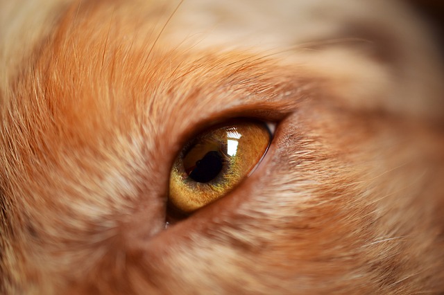 dog-441791_640