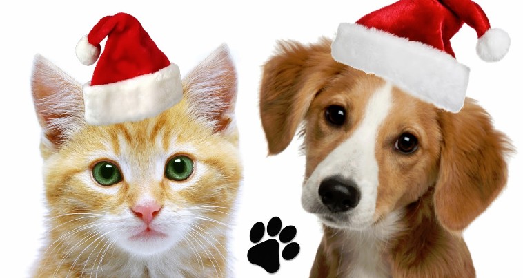 navidad_perro_gato_original